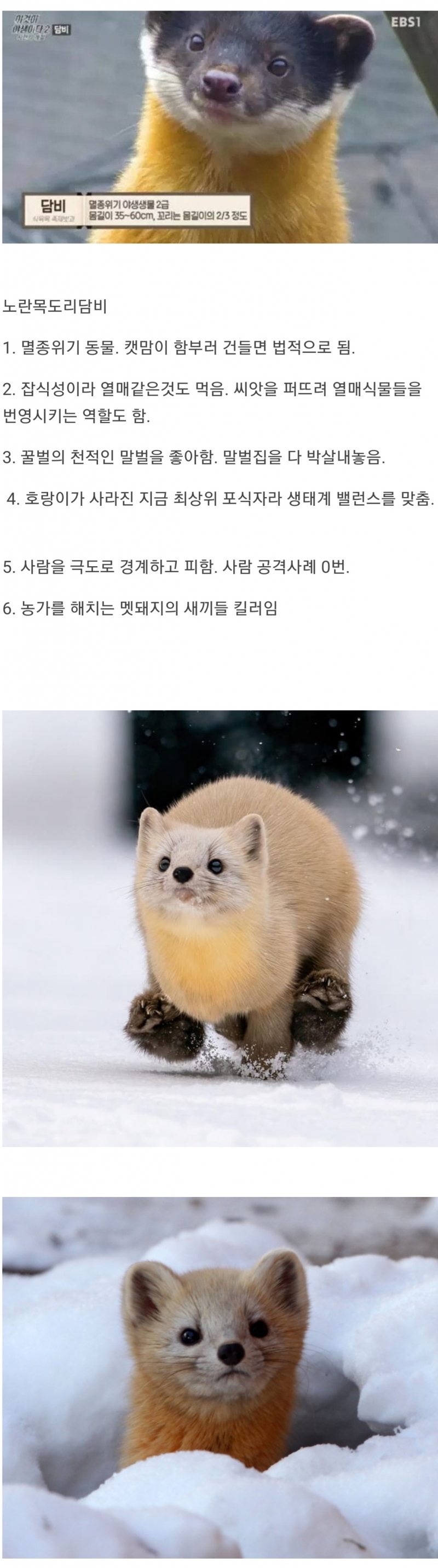 한국 생태계 최상급인 동물