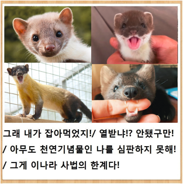 한국 생태계 최상급인 동물