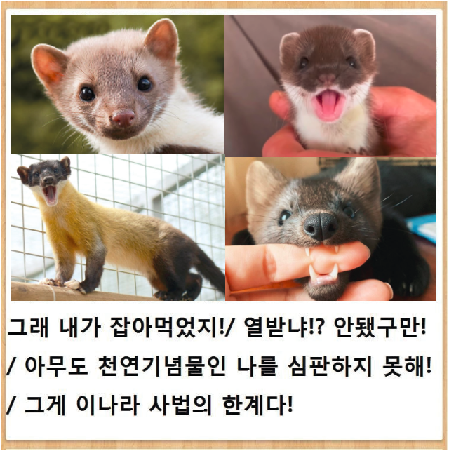 The best animals in the Korean ecosystem