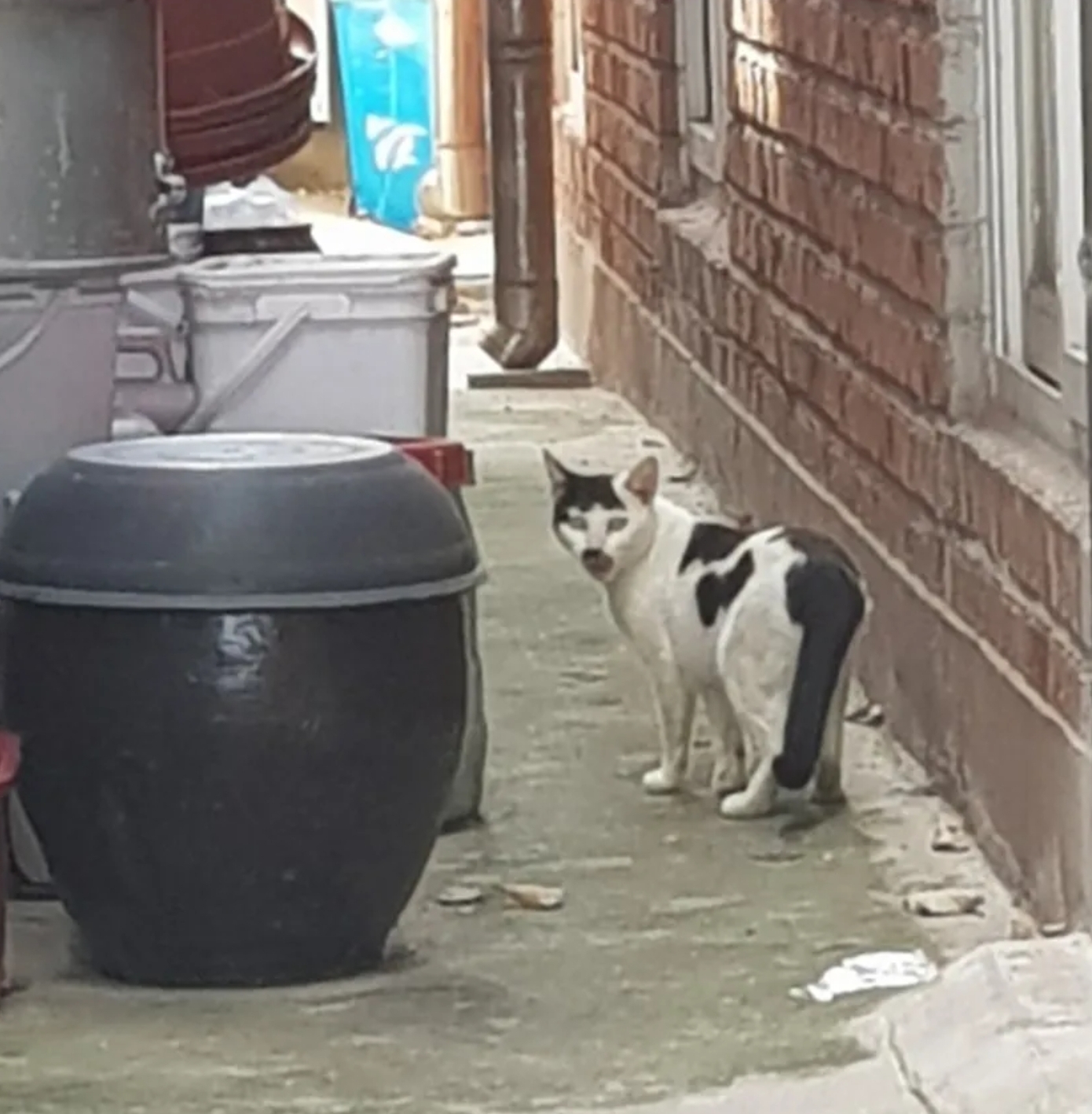 The process of degenerating Korean street cats.