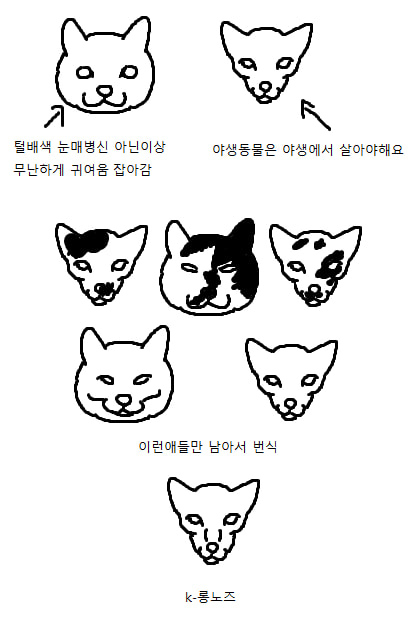 The process of degenerating Korean street cats.
