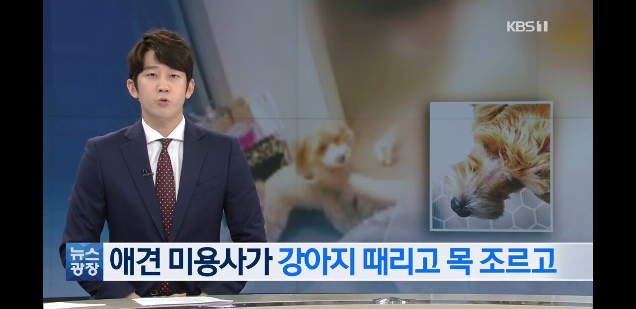 Abuse of dogs in Daejeon's dog salon