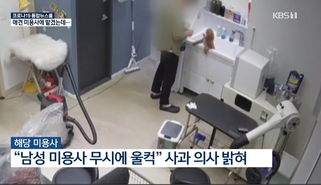 Abuse of dogs in Daejeon's dog salon