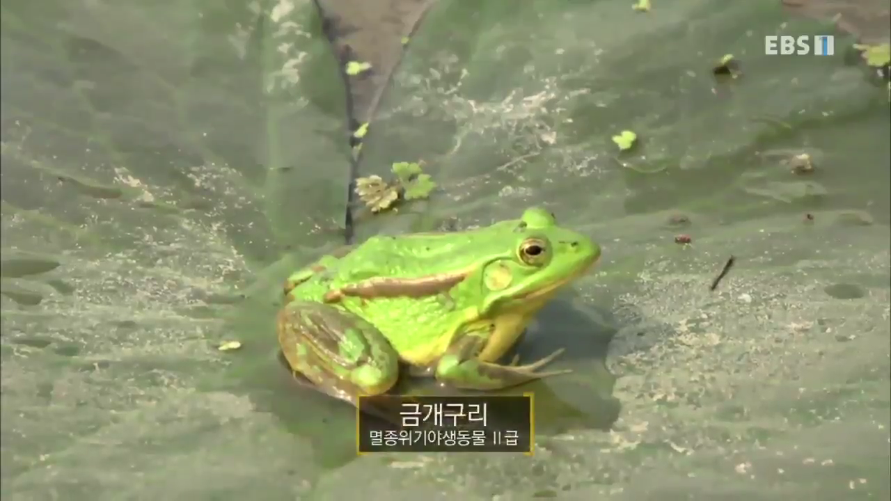 The reason why the golden frog became an endangered species.gif