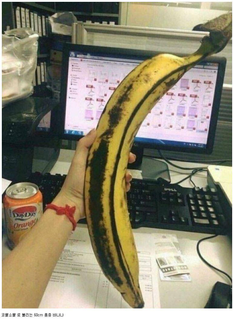 다이어트 할거에요 바나나 한개