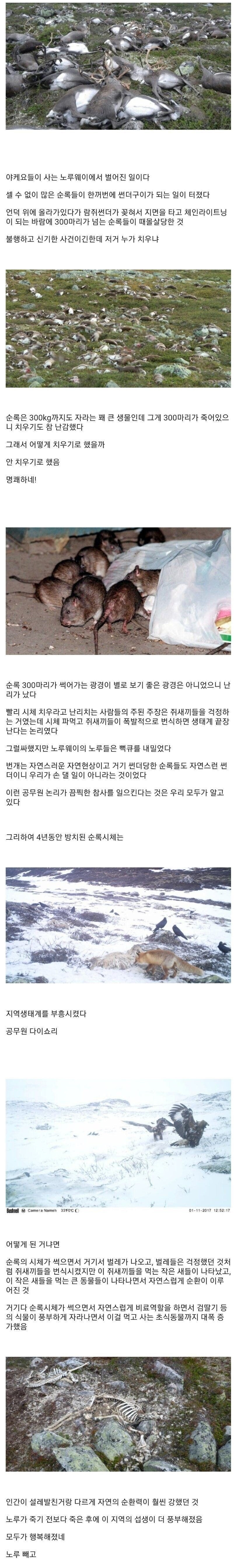 노르웨이 순록 집단 몰살