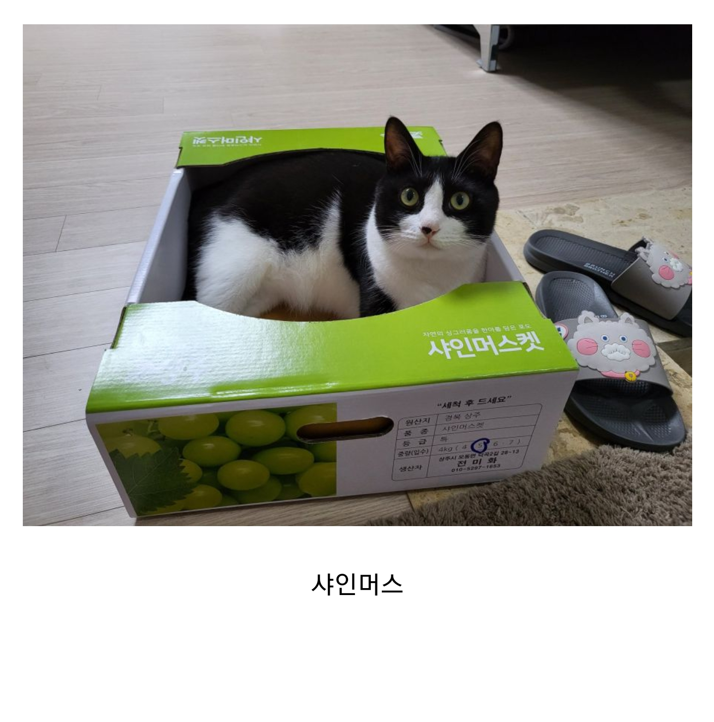 흔한 고양이 품종