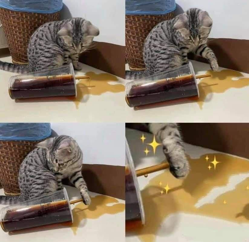 A cat that tries to fix a little bit of trouble.