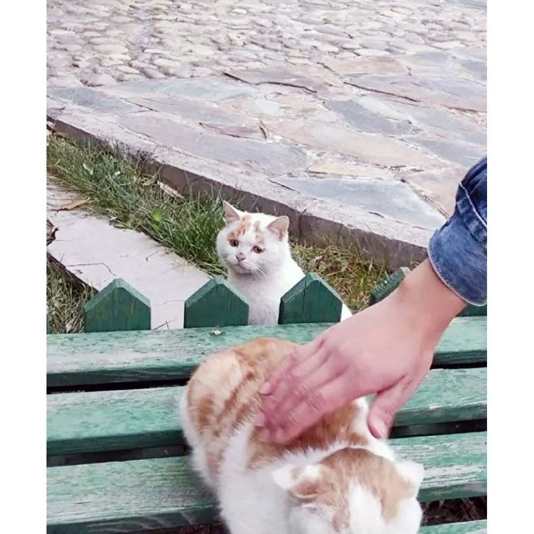 A stray cat that envied people's touch.jpg