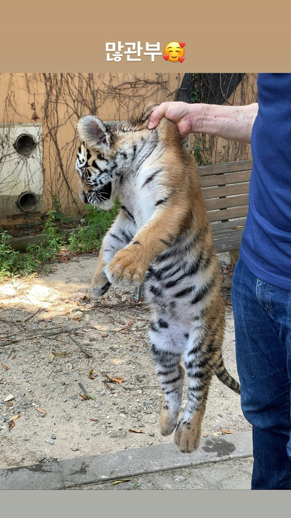 YE NA is caught in the back by a tiger.