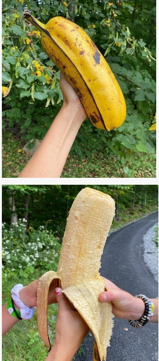 A huge banana.