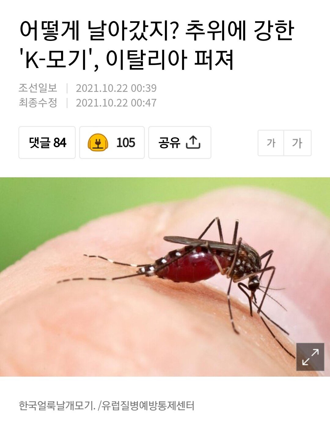 아디다스 모기 이탈리아에서 발견