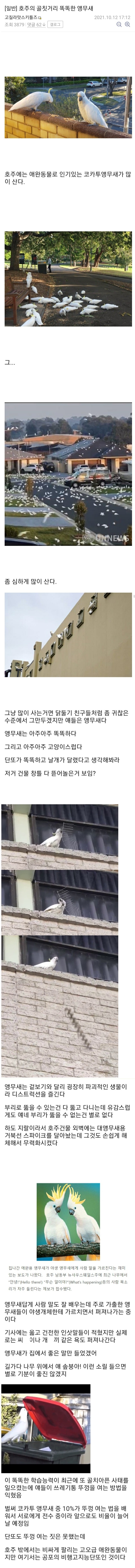 호주의 골칫거리인 플라잉 단또