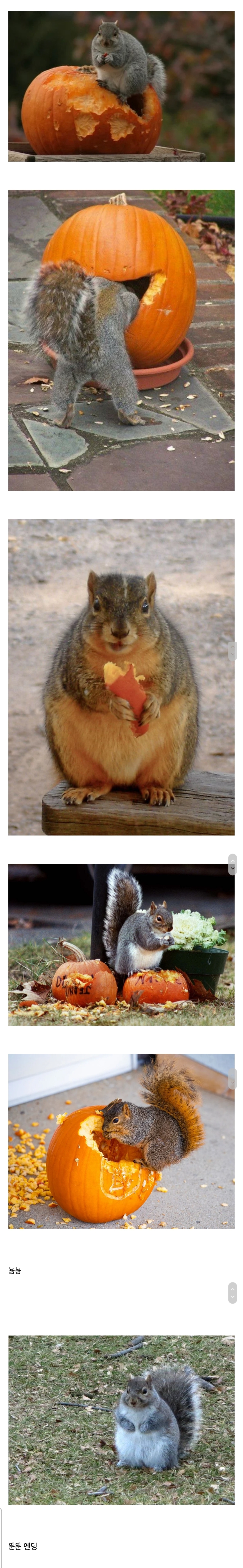 할로윈때 서양다람쥐들이 뚱뚱해지는 이유