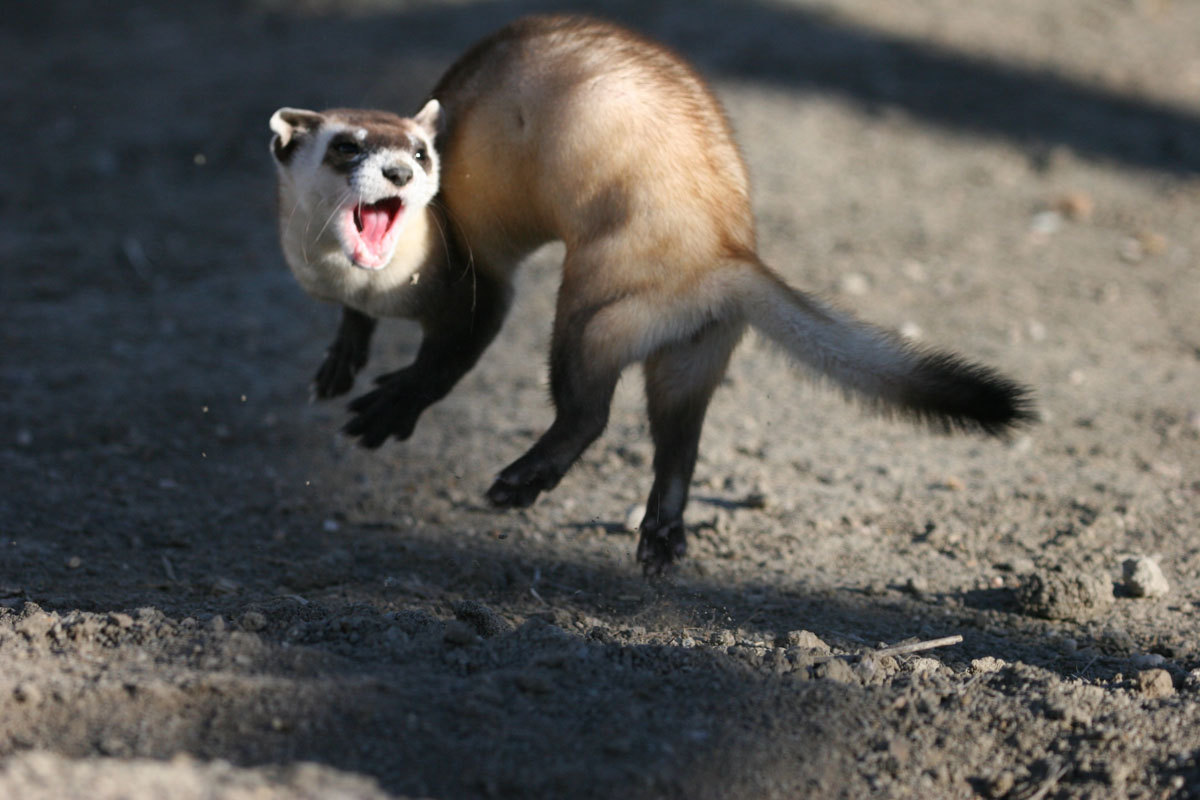 An animal that was once declared extinct and is being restored after being rediscovered.