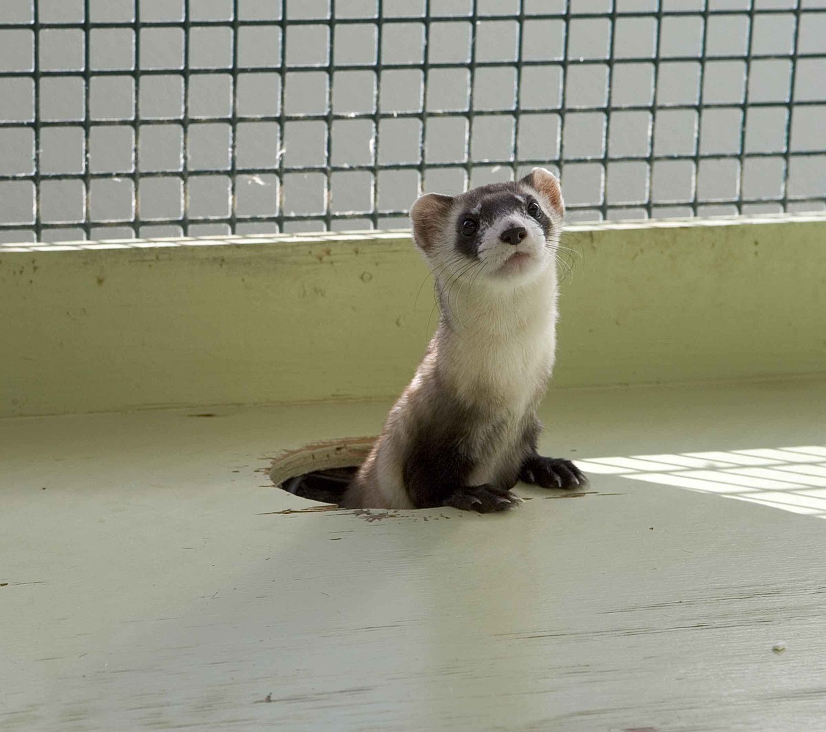 An animal that was once declared extinct and is being restored after being rediscovered.