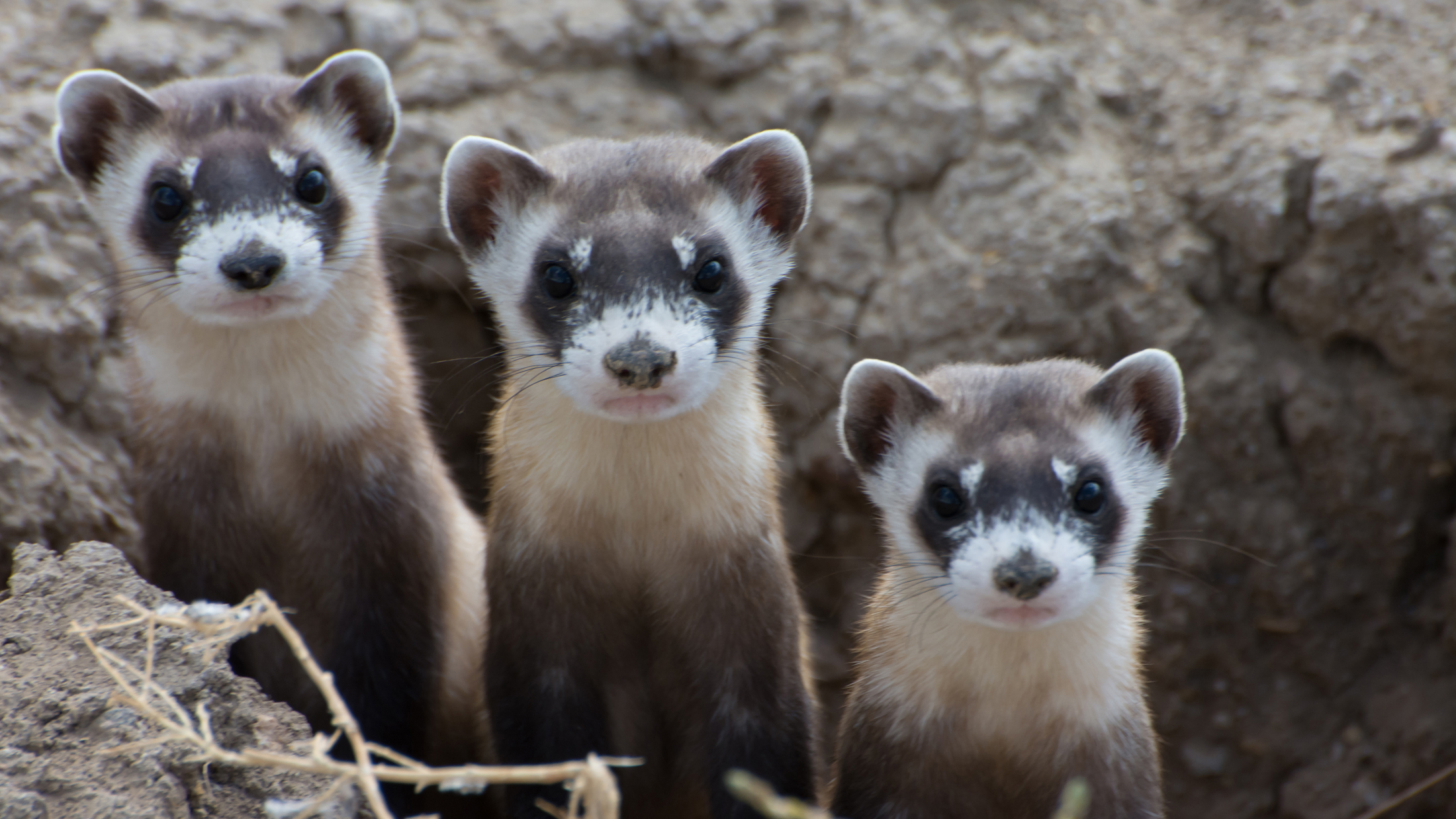 An animal that was once declared extinct and is being restored after being rediscovered.