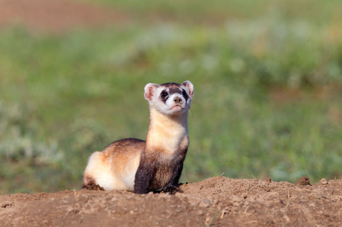 An animal that was once declared extinct and is being restored after being rediscovered.