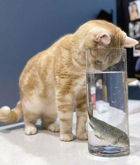 Looking at the fish.