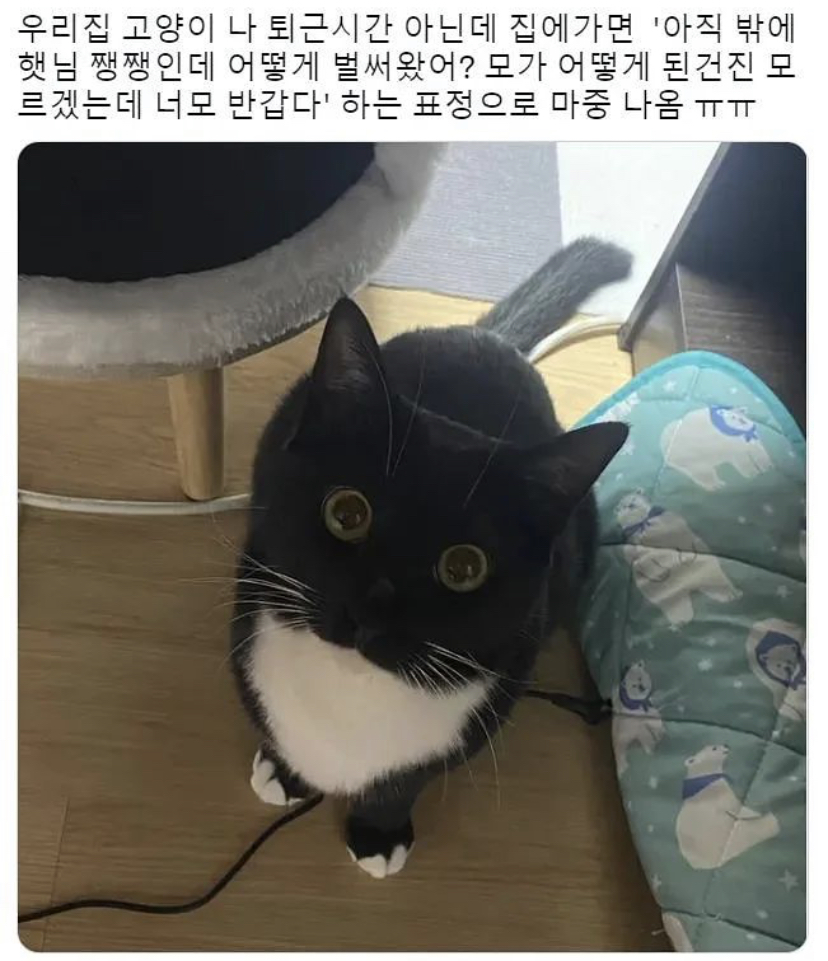 집사가 일찍 퇴근해서 놀란 고양이