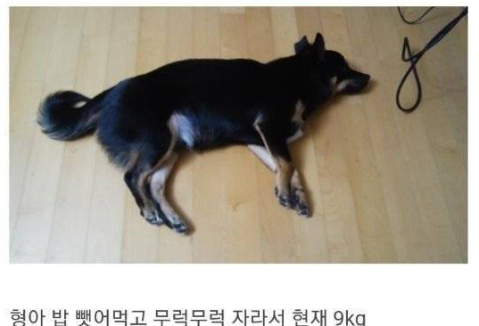 분양 사기의 결말.jpg