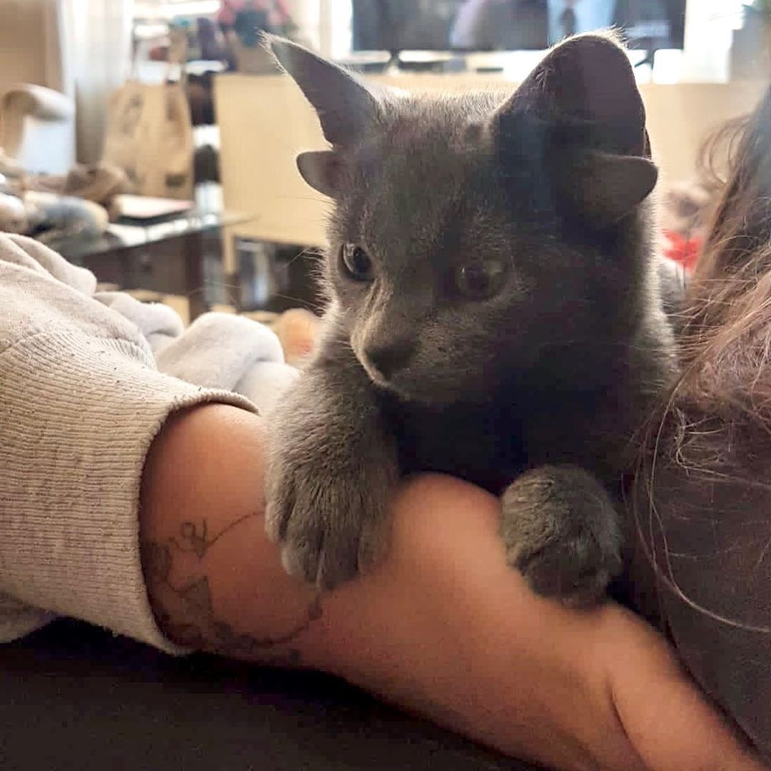 Turkish cat with 4 ears due to genetic problems.