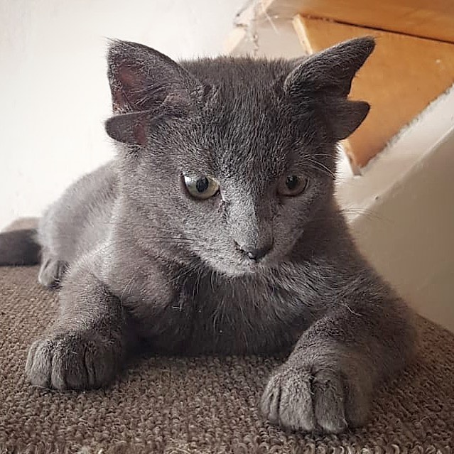 Turkish cat with 4 ears due to genetic problems.