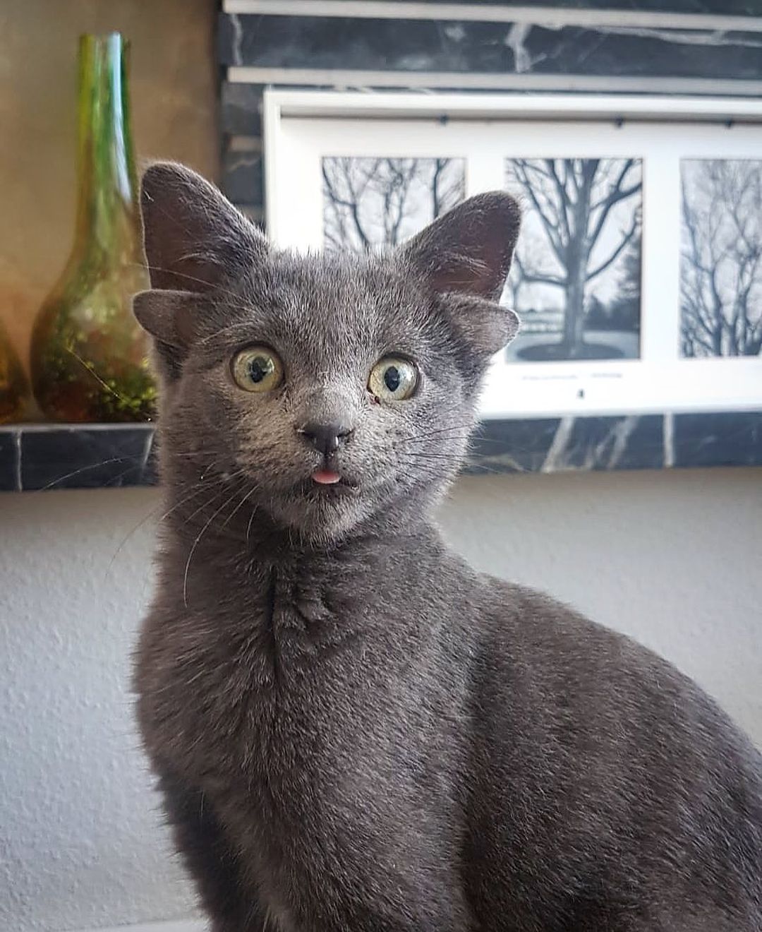 Turkish cat with 4 ears due to genetic problems.