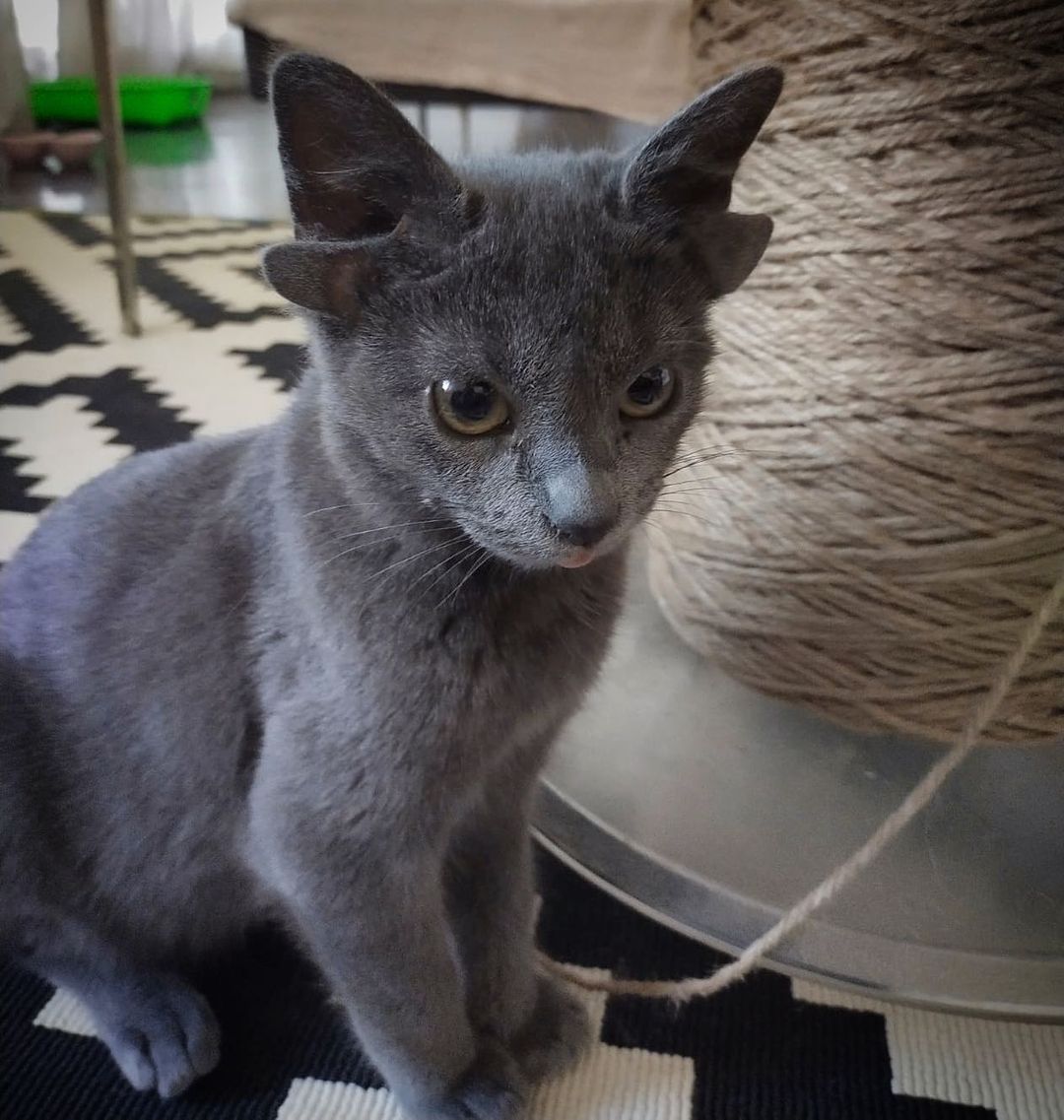 Turkish cat with 4 ears due to genetic problems.