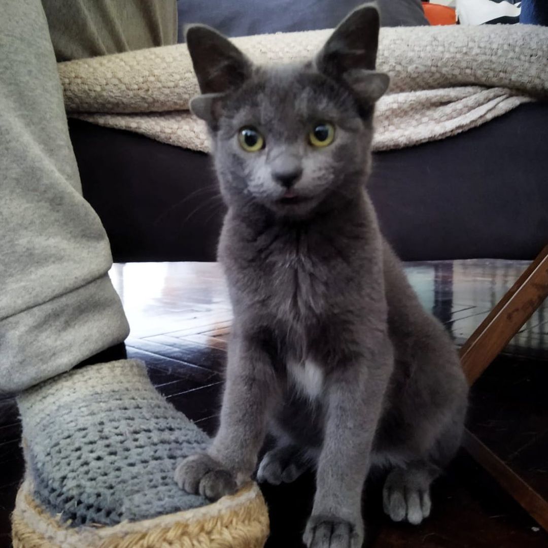 Turkish cat with 4 ears due to genetic problems.