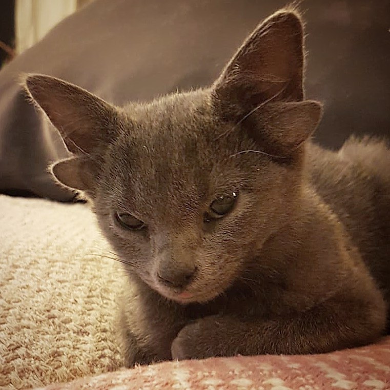 Turkish cat with 4 ears due to genetic problems.