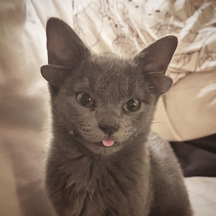 Turkish cat with 4 ears due to genetic problems.