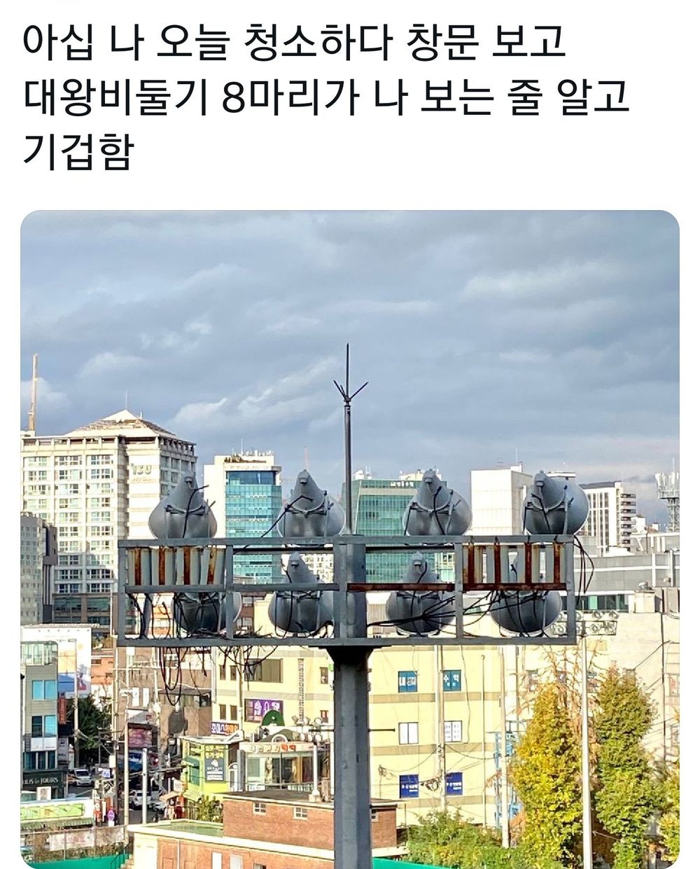 대왕 비둘기 8마리