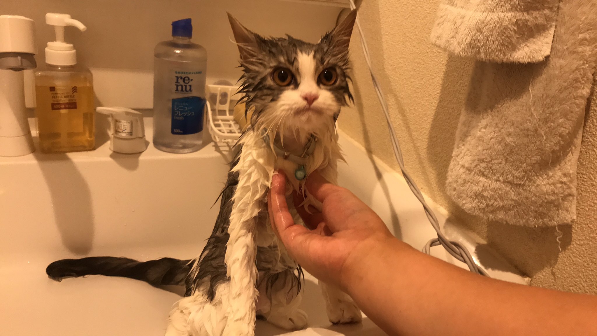 목욕에 분노한 고양이