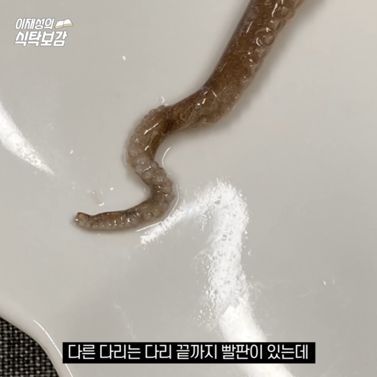 낙지 다리의 비밀