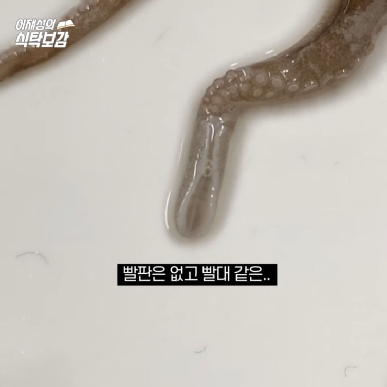 낙지 다리의 비밀