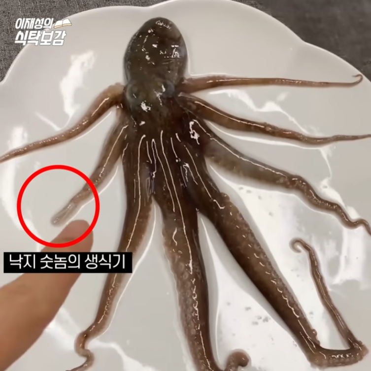 The secret of octopus legs.