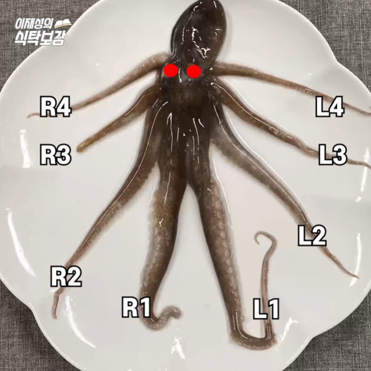 The secret of octopus legs.