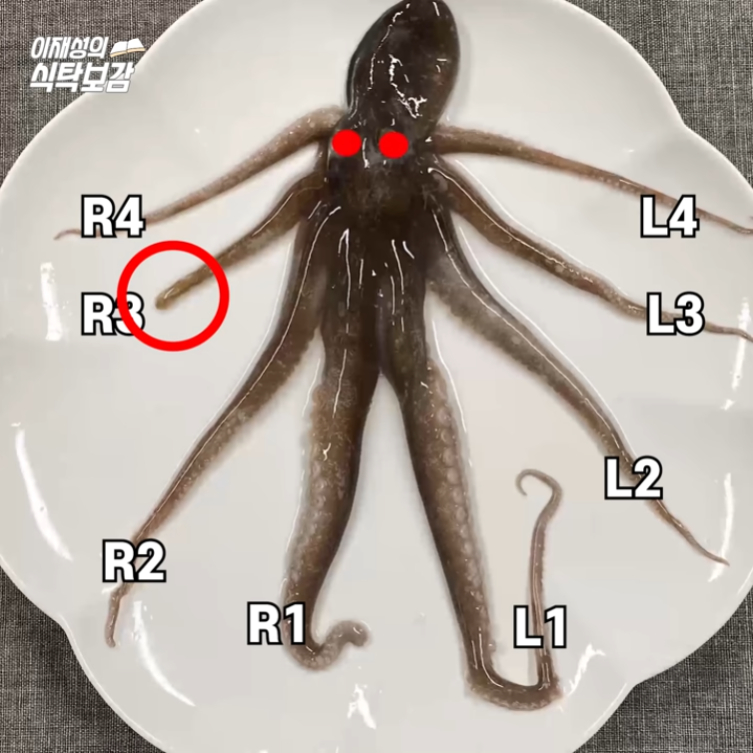 The secret of octopus legs.