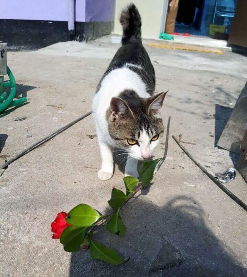 어머니한테 꽃 꺾어다주는 고양이.jpg