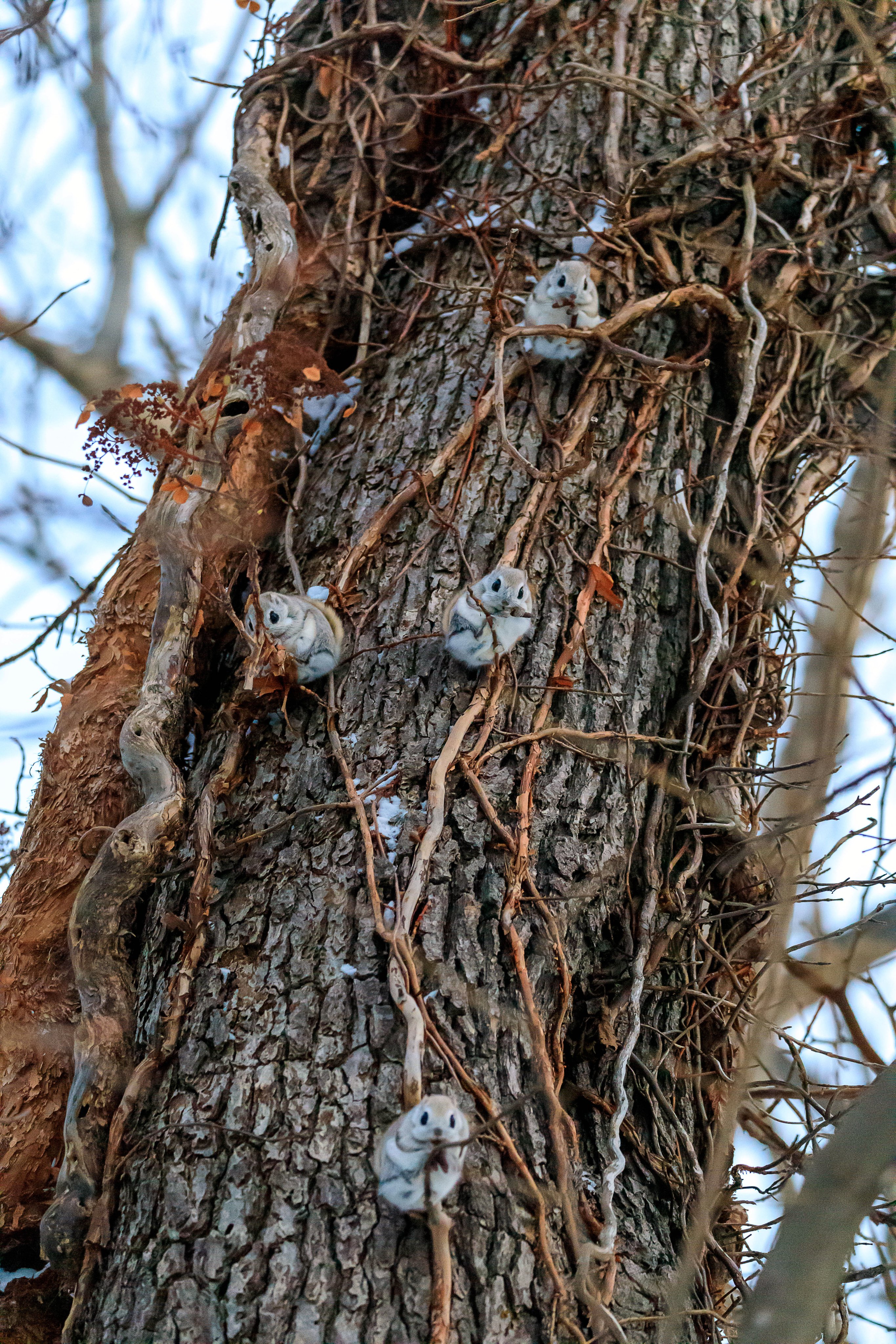 The tree where "Hug Me" grows.