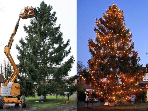 Christmas tree that I've grown for 43 years.