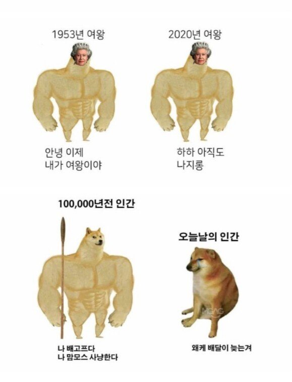 Muscle Shiba Dog Meme Collection.jpg