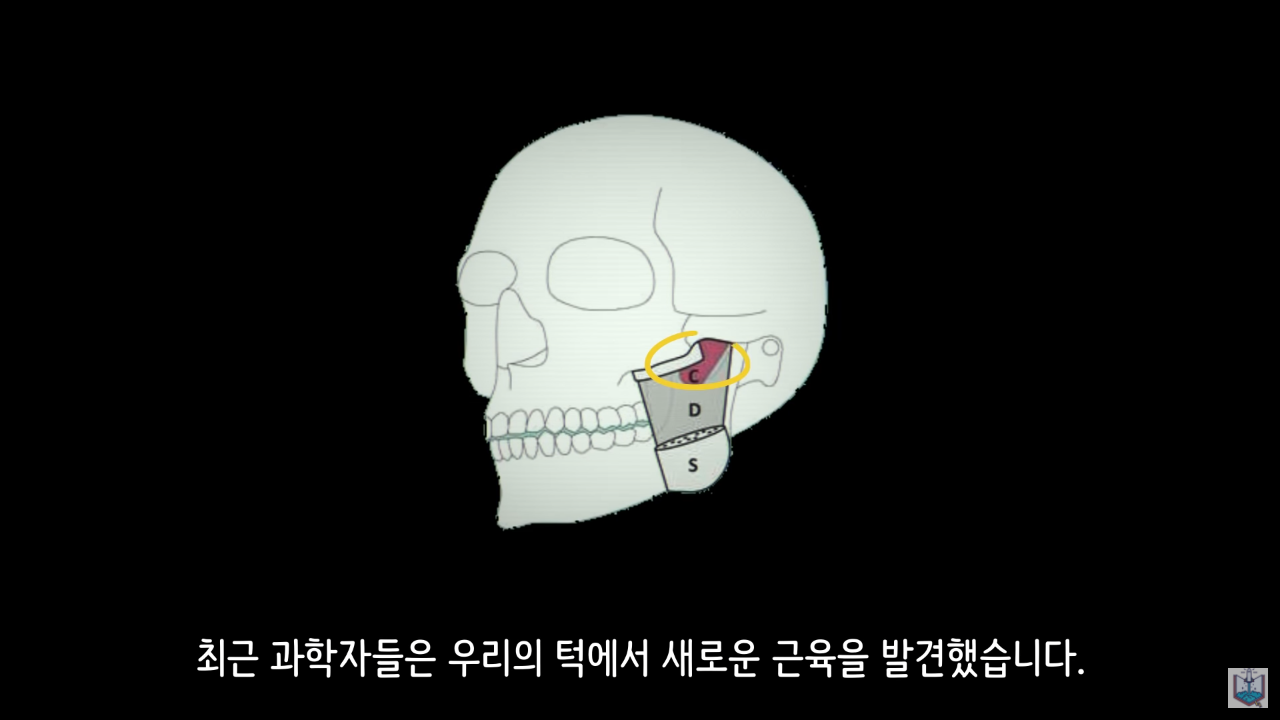 인간의 새로운 턱 근육이 발견됨.JPG