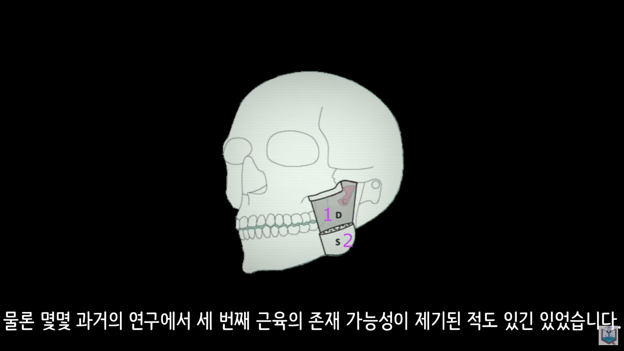 인간의 새로운 턱 근육이 발견됨.JPG