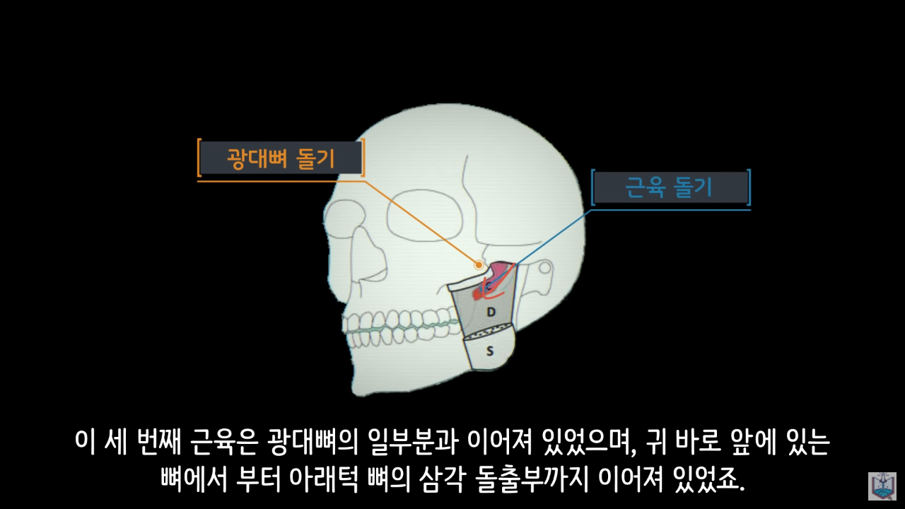 인간의 새로운 턱 근육이 발견됨.JPG