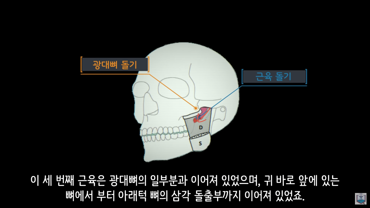 人間の新しいあごの筋肉が発見される.JPG