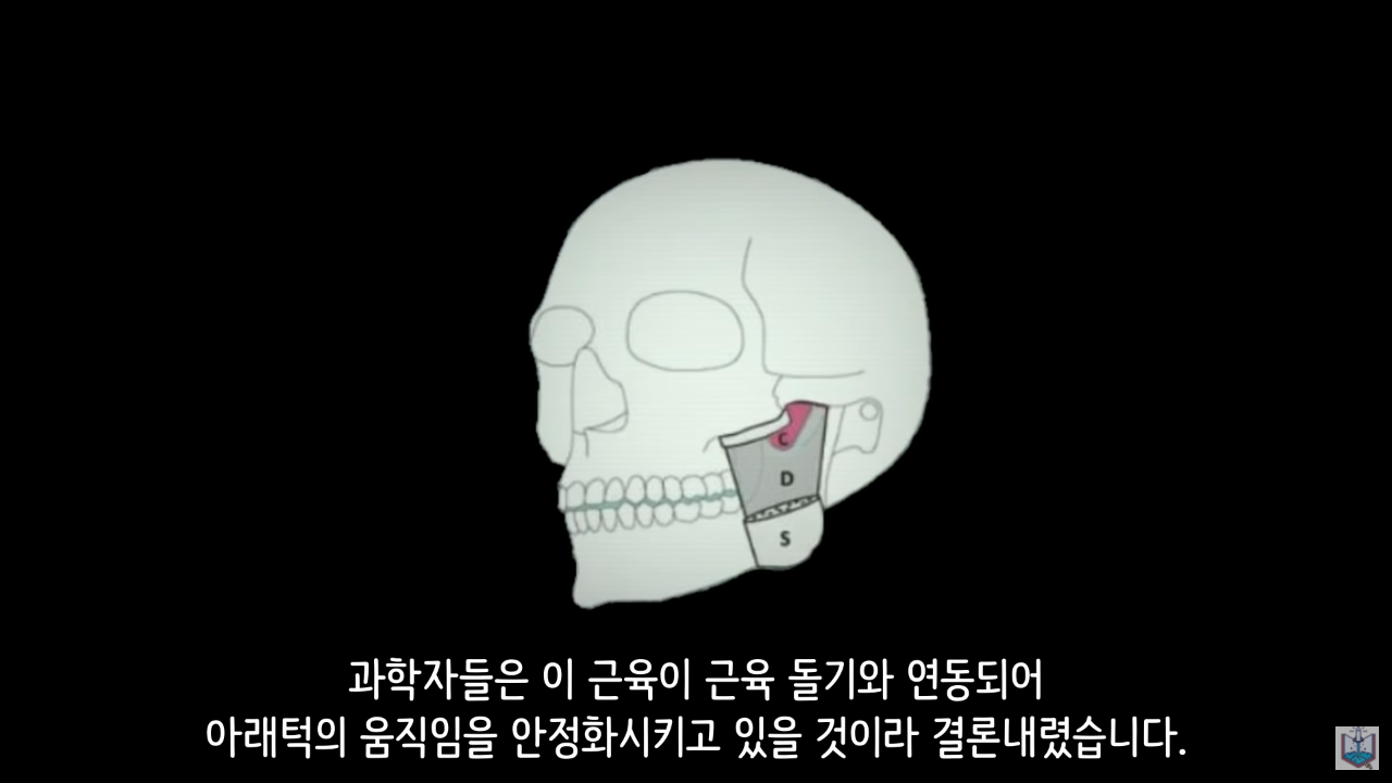 인간의 새로운 턱 근육이 발견됨.JPG