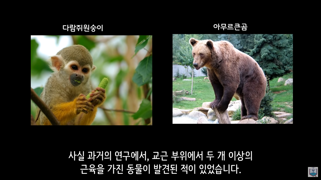 인간의 새로운 턱 근육이 발견됨.JPG