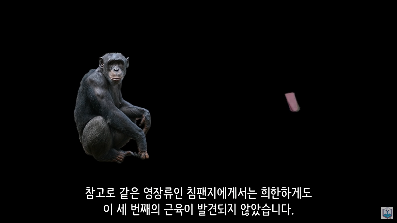 인간의 새로운 턱 근육이 발견됨.JPG